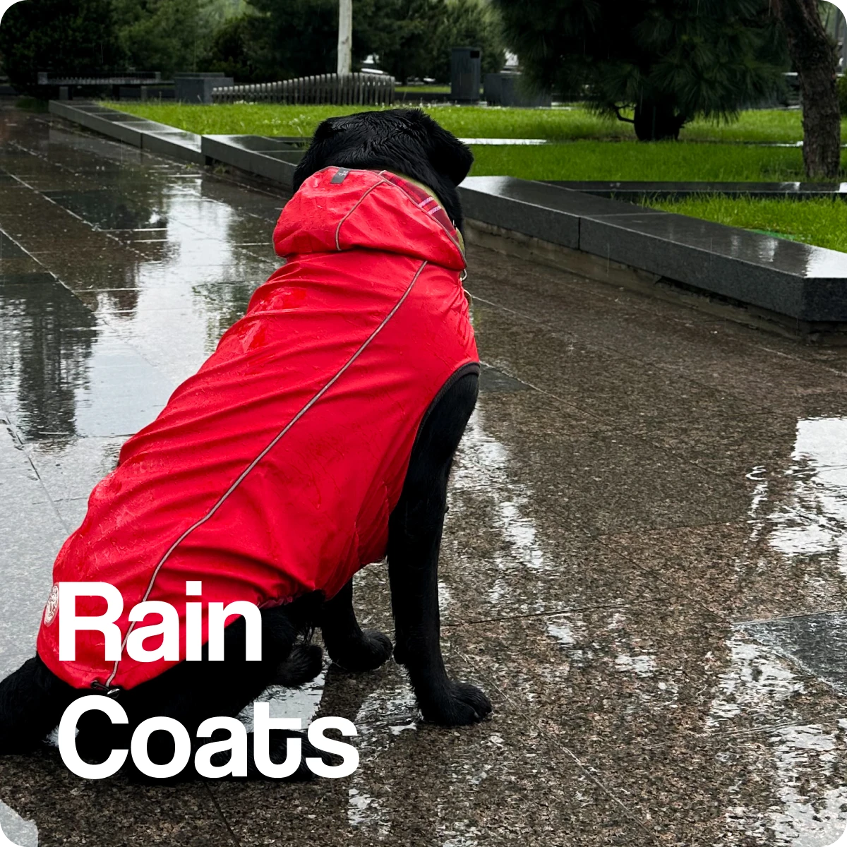 Rain Coats for Dogs