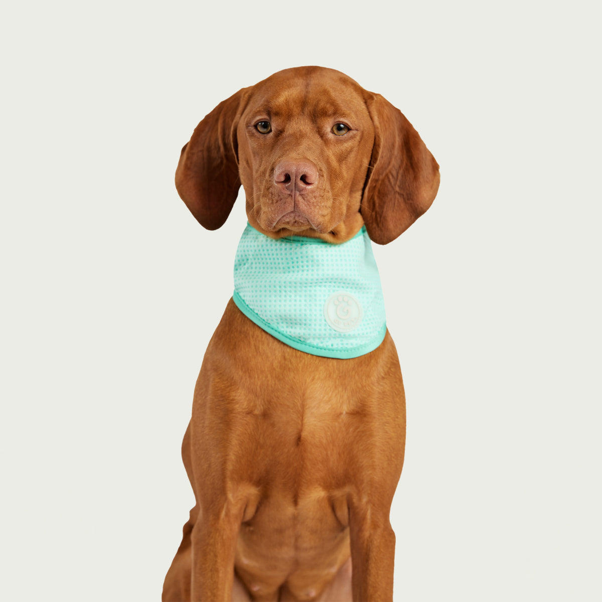 Dog Cooling Ice Band® | GF Pet of Canada | Crystal Aqua