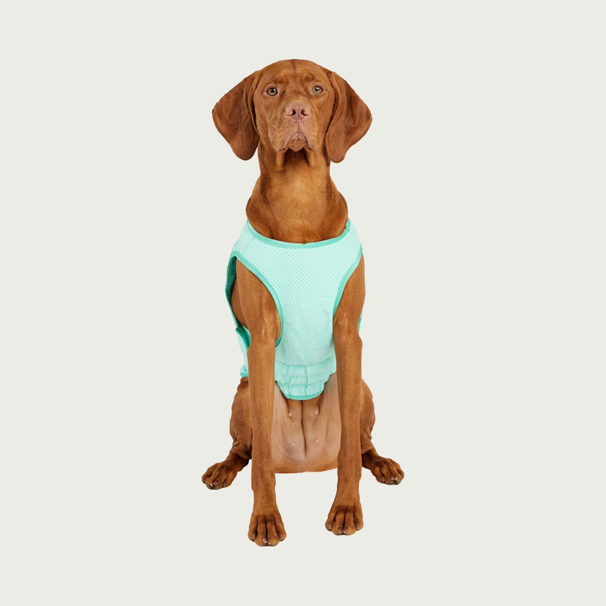 Dog Cooling Ice Vest® | Aqua
