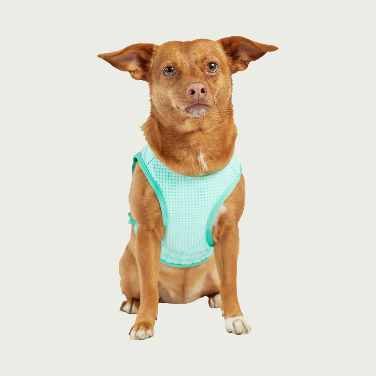 Dog Cooling Ice Vest® | Aqua