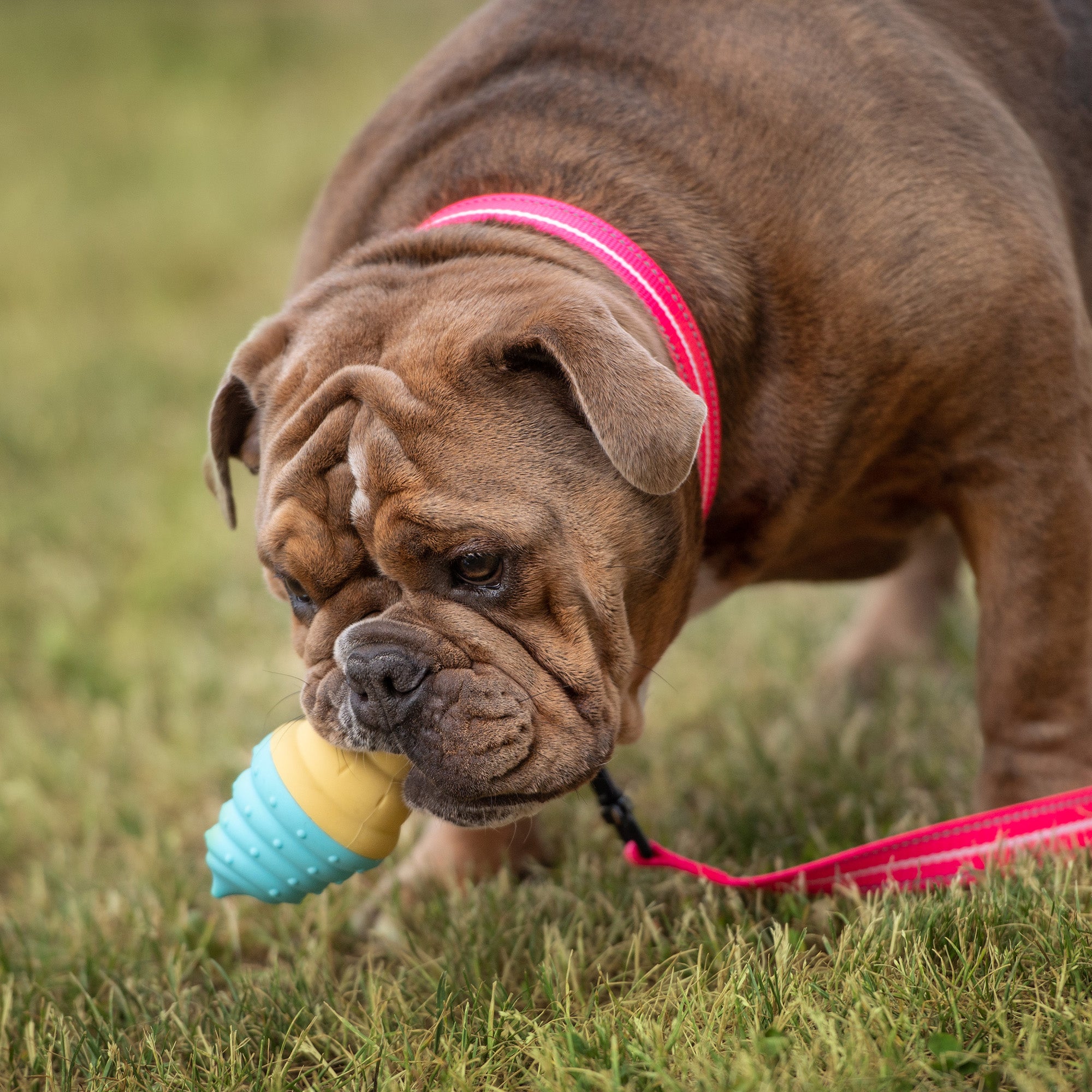 Quality Beach Cooling Set| by GF Pet of Canada | Big Dog