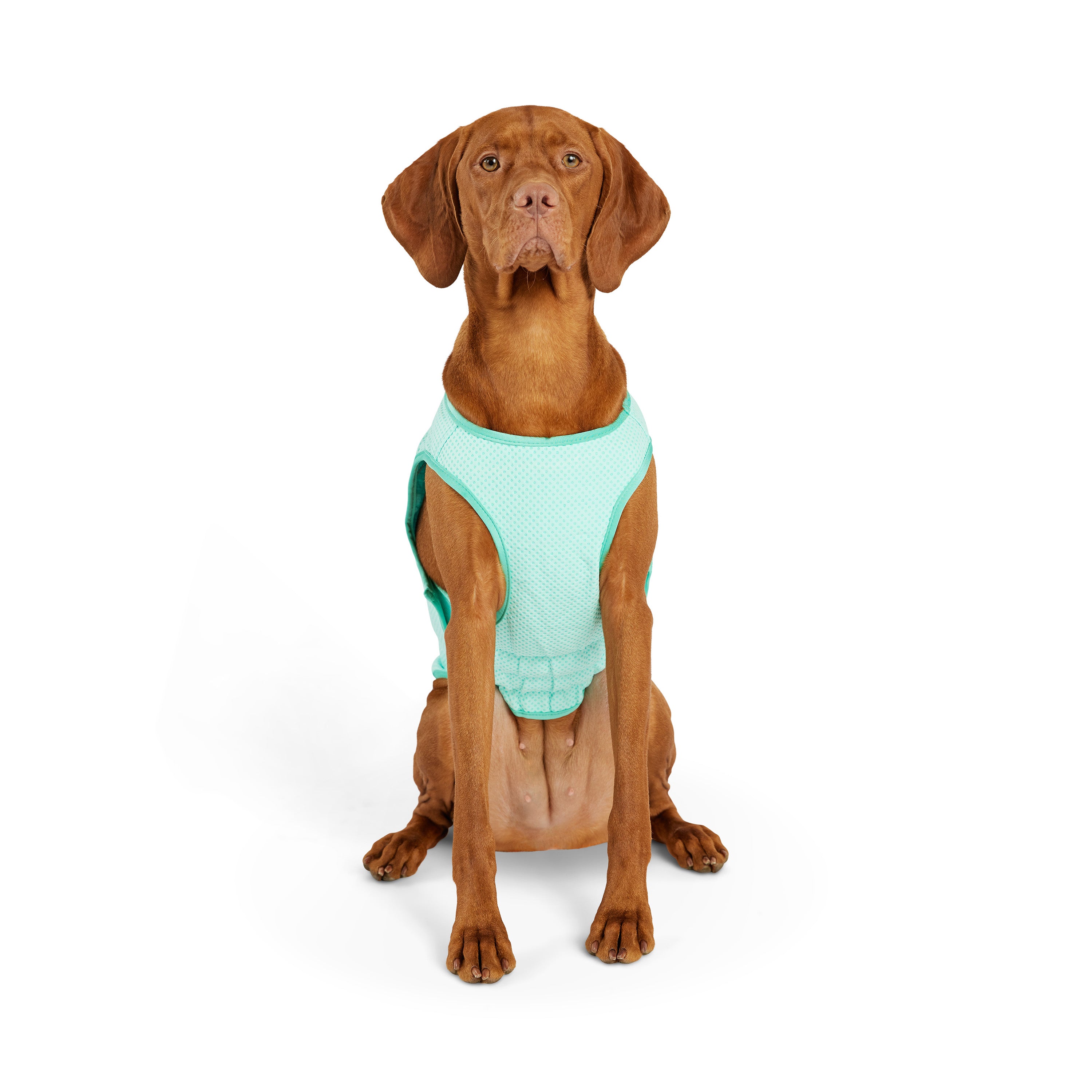 Dog Cooling Ice Vest® | Aqua
