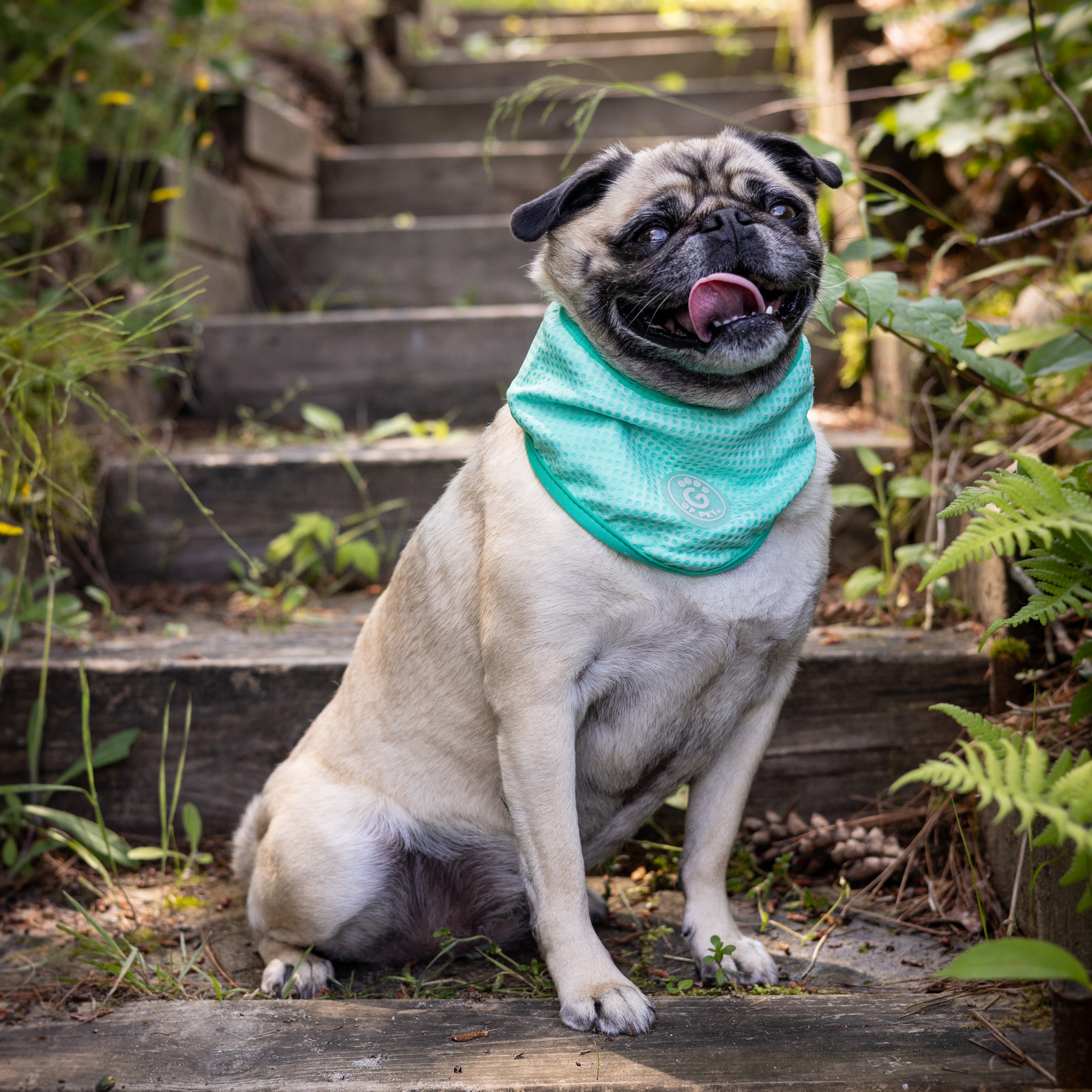 Dog Cooling Ice Band® | GF Pet of Canada | Crystal Aqua