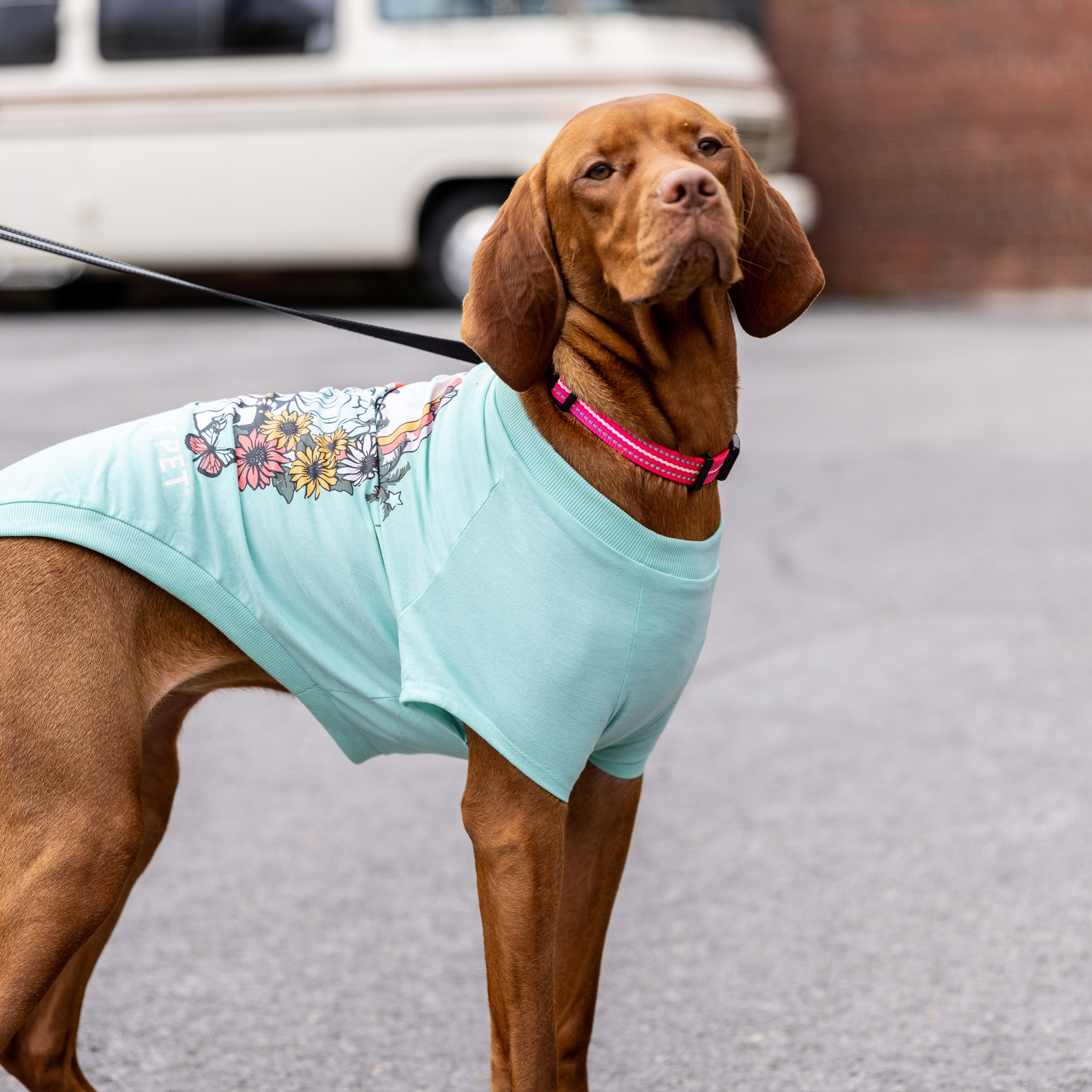 Cool & Chic | Premium Summer Cooling Set | Medium Dog