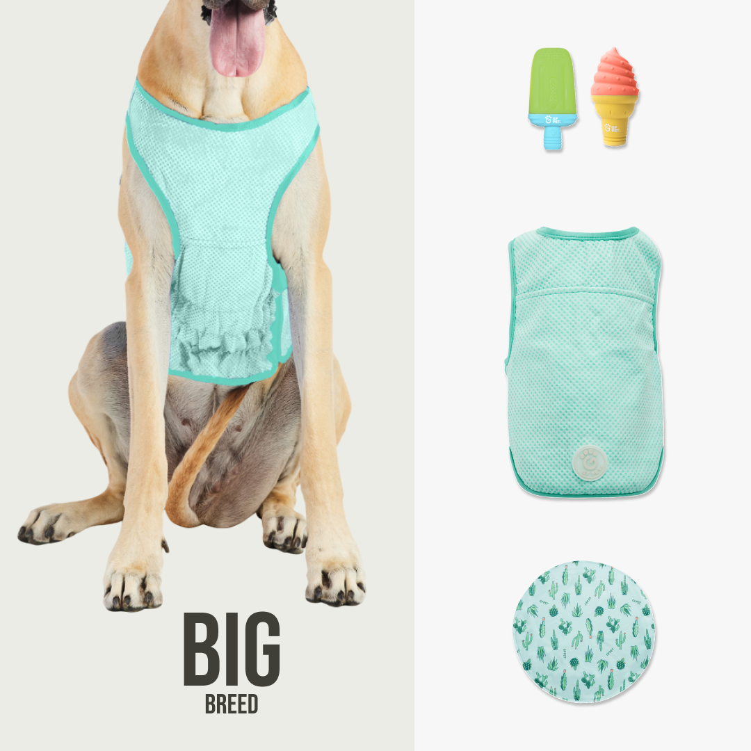 Summer Cooling Set | Big Dog