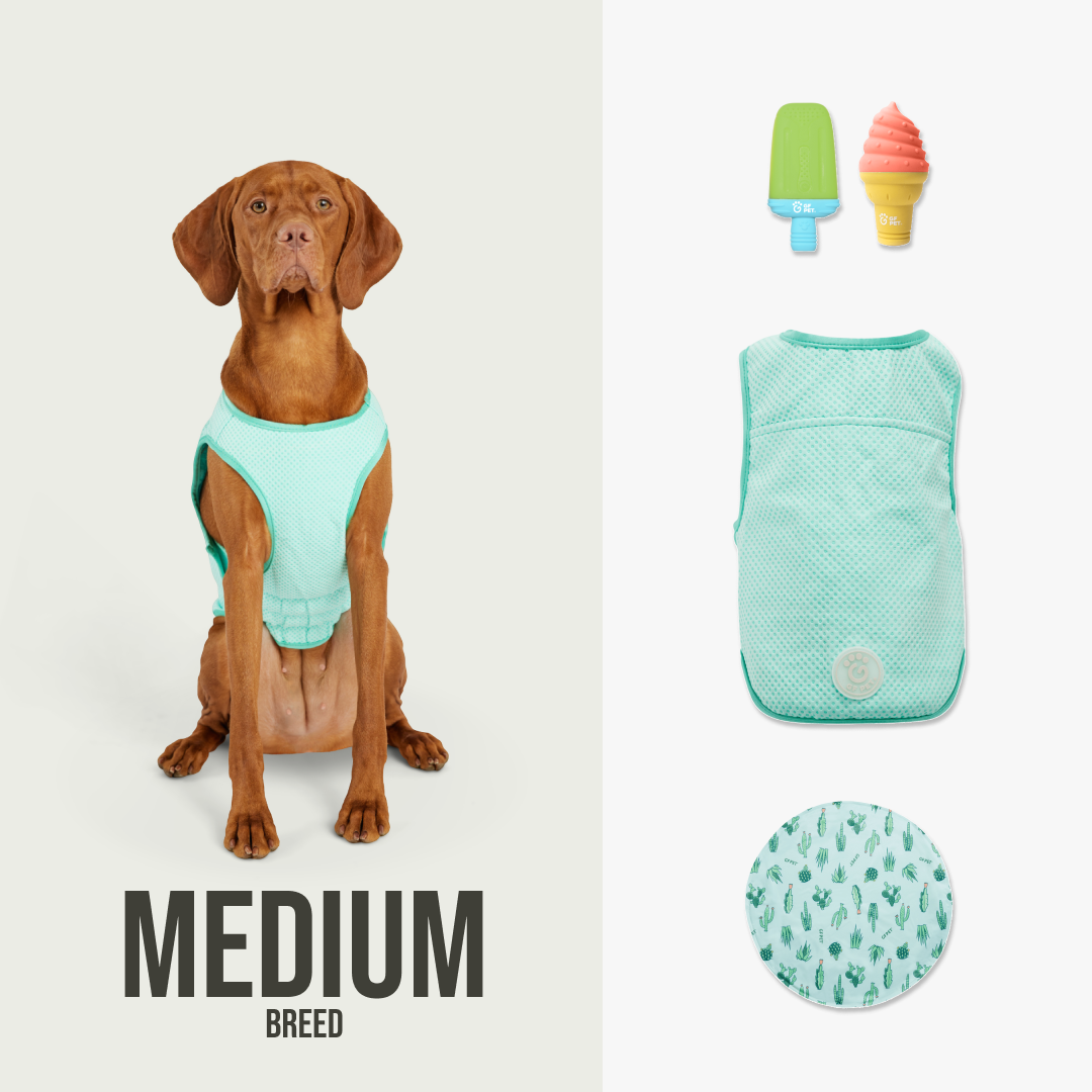 Summer Cooling Set | Medium Dog