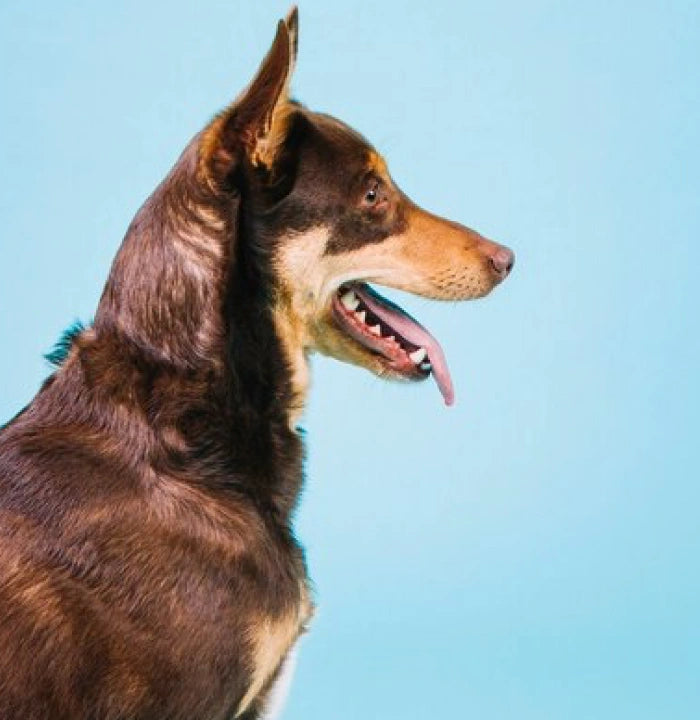 DOG Link Image